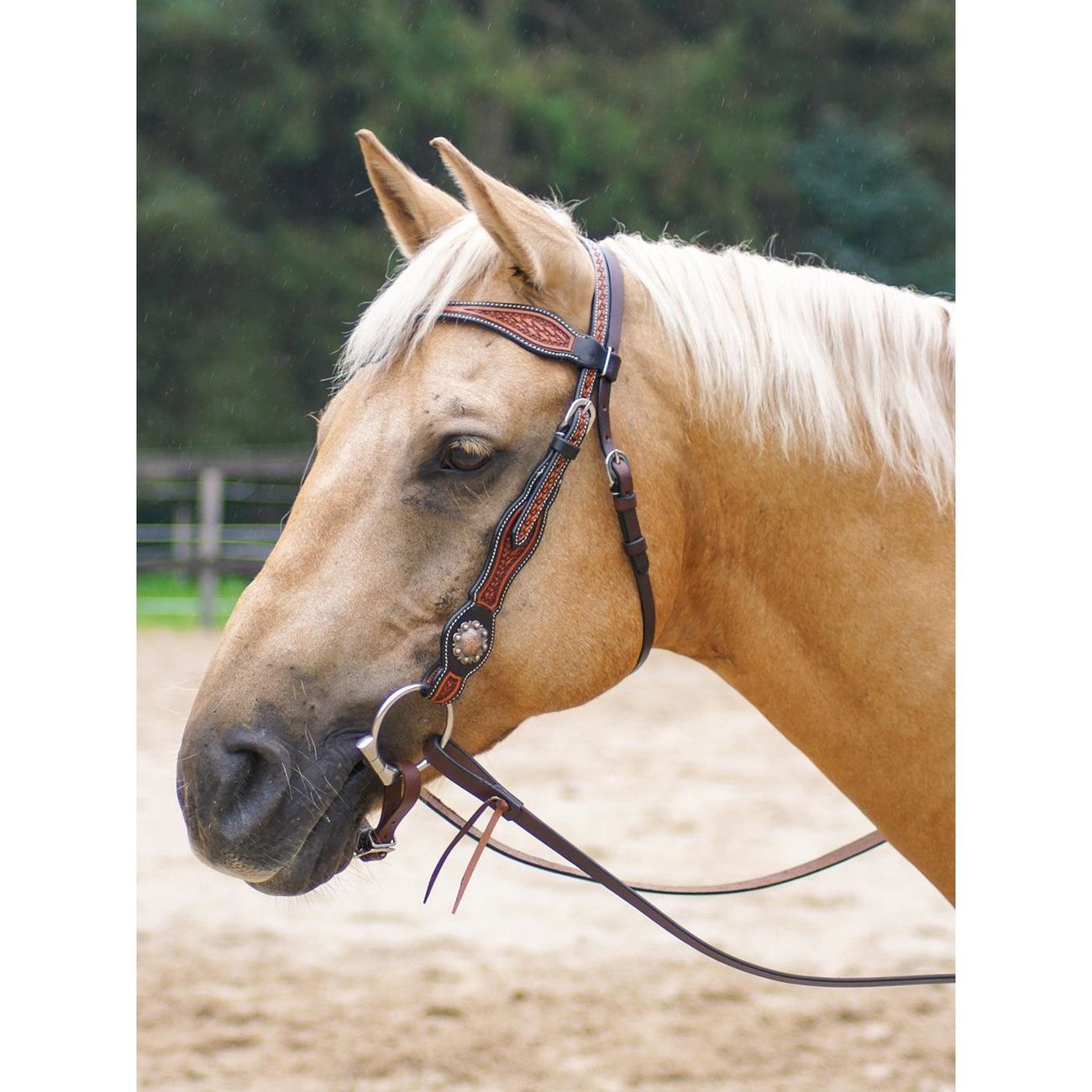 wildhorn-kopfstueck-bowman-1612956852